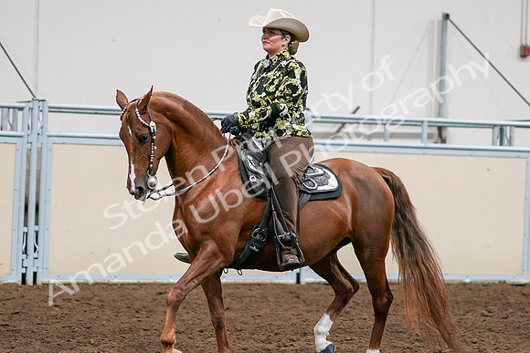 2020 - AB Morgan Horse - Sat, Sept 05 - 08993