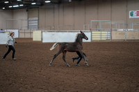 2019 Morgan Horse Show - Aug 31, 2019 - 00197