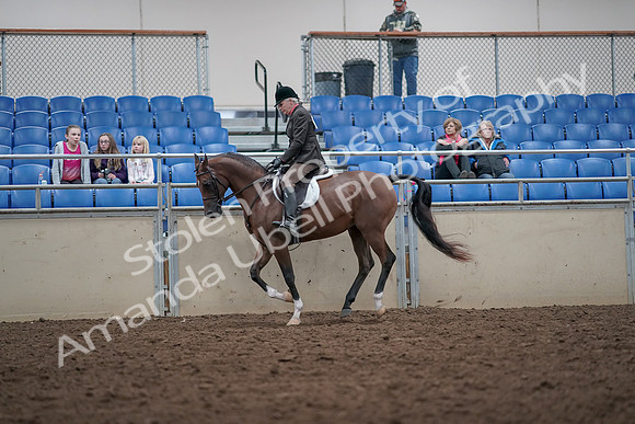 2019 Morgan Horse Show - Aug 31, 2019 - 16030