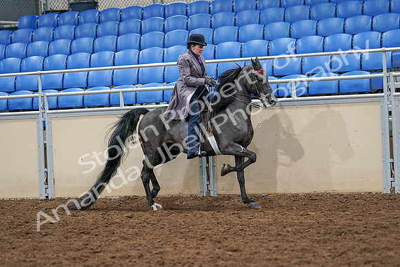 2020 - AB Morgan Horse - Sat, Sept 05 - 13981