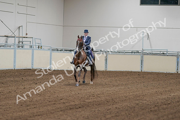 2020 - AB Morgan Horse - Fri, Sept 04 - 08152