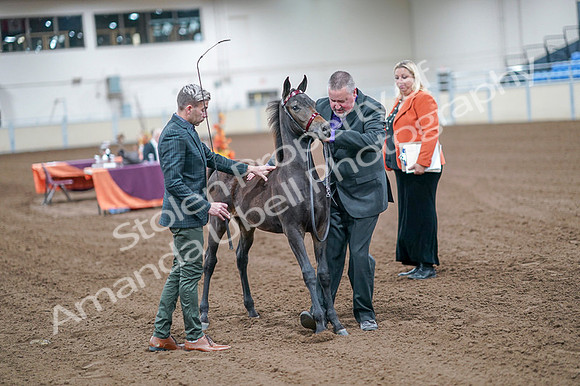 2020 - AB Morgan Horse - Fri, Sept 04 - 06199