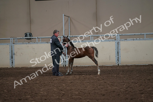 2019 Morgan Horse Show - Aug 31, 2019 - 00476