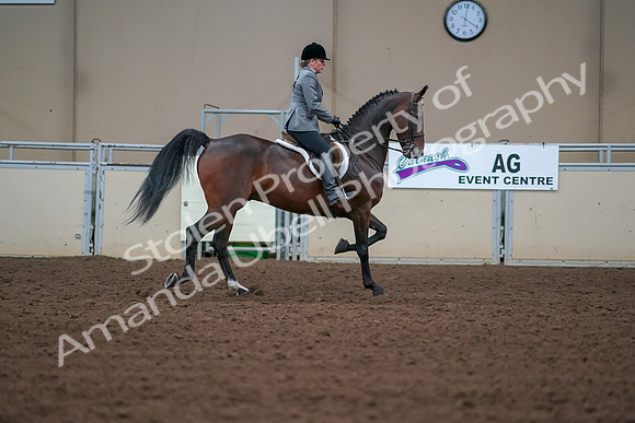 2019 Morgan Horse Show - Aug 30, 2019 - 20675