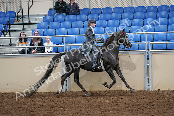 2020 - AB Morgan Horse - Sat, Sept 05 - 13961