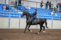2020 - AB Morgan Horse - Fri, Sept 04 - 06987