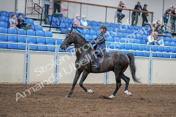 2020 - AB Morgan Horse - Fri, Sept 04 - 06987