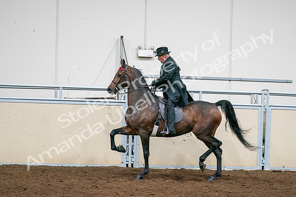 2020 - AB Morgan Horse - Sat, Sept 05 - 08021