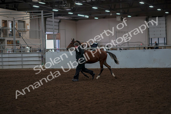 2019 Morgan Horse Show - Aug 30, 2019 - 25531