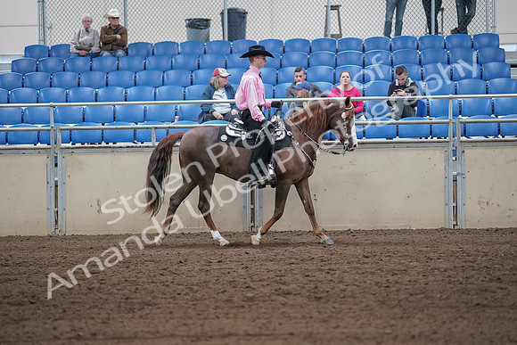 2019 Morgan Horse Show - Sept 01, 2019 - 07166