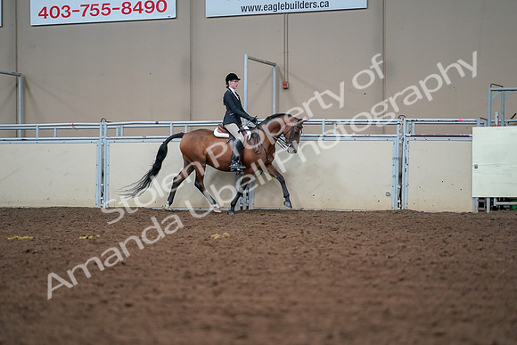 2019 Morgan Horse Show - Aug 30, 2019 - 20755