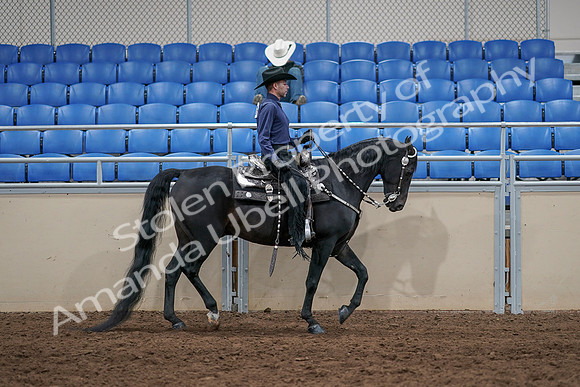 2020 - AB Morgan Horse - Sun, Sept 06 - 07539