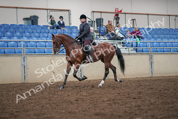 2019 Morgan Horse Show - Aug 30, 2019 - 20242