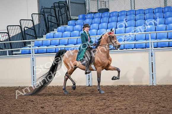 2020 - AB Morgan Horse - Sat, Sept 05 - 14034
