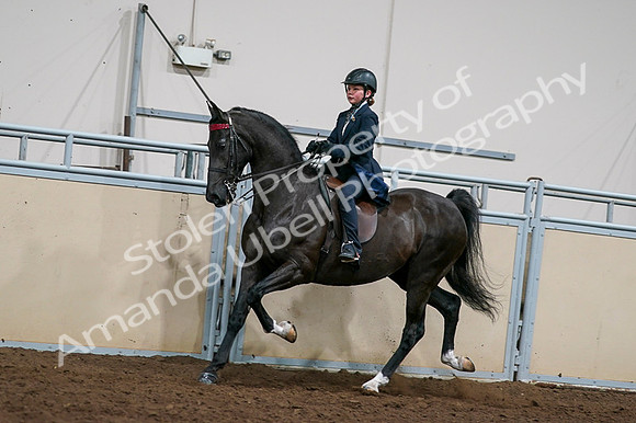 2020 - AB Morgan Horse - Fri, Sept 04 - 03230