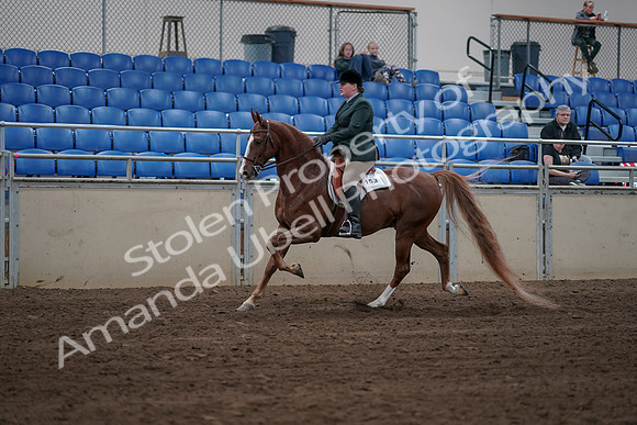 2019 Morgan Horse Show - Sept 01, 2019 - 12261