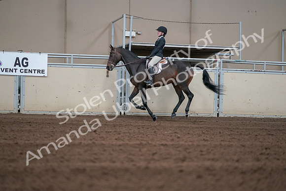 2019 Morgan Horse Show - Sept 01, 2019 - 03729