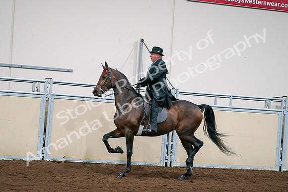 2020 - AB Morgan Horse - Sat, Sept 05 - 08133