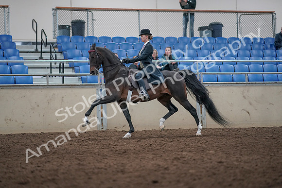 2019 Morgan Horse Show - Aug 31, 2019 - 08730