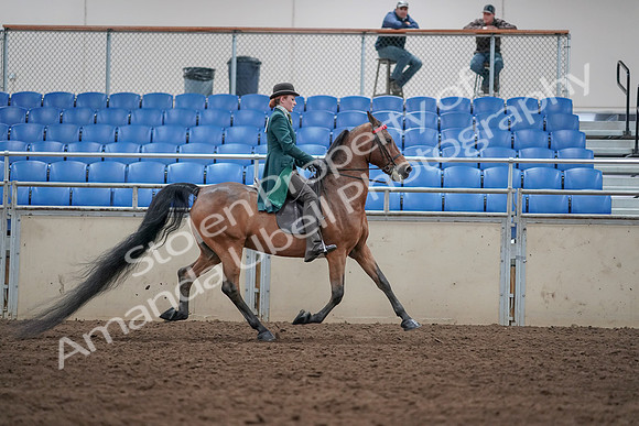 2019 Morgan Horse Show - Sept 01, 2019 - 13366