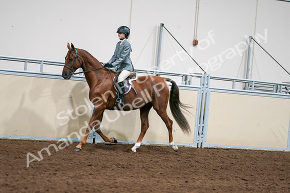 2020 - AB Morgan Horse - Fri, Sept 04 - 03028