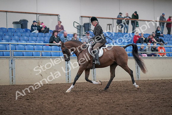 2019 Morgan Horse Show - Aug 31, 2019 - 15956