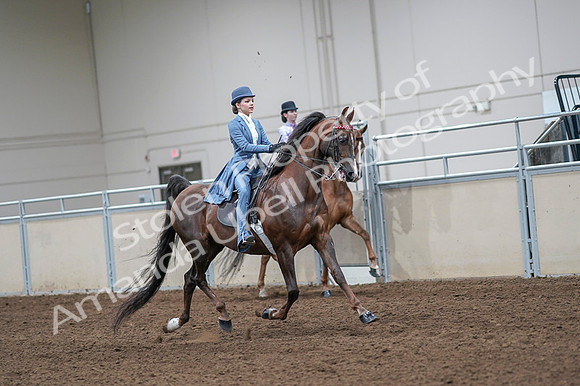2020 - AB Morgan Horse - Fri, Sept 04 - 05043