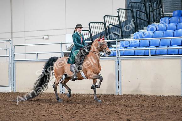 2020 - AB Morgan Horse - Sat, Sept 05 - 14024