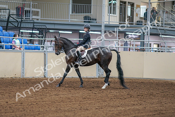 2020 - AB Morgan Horse - Fri, Sept 04 - 01988