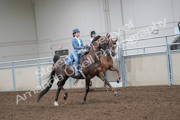2020 - AB Morgan Horse - Fri, Sept 04 - 05042