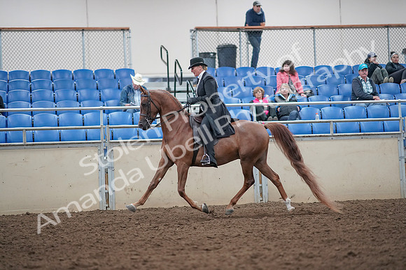 2019 Morgan Horse Show - Aug 31, 2019 - 12183