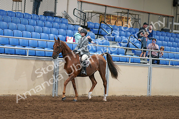 2020 - AB Morgan Horse - Fri, Sept 04 - 02948