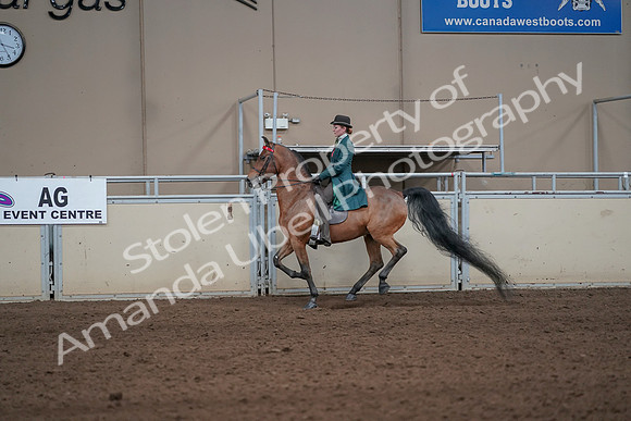 2019 Morgan Horse Show - Sept 01, 2019 - 13244