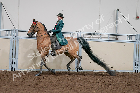 2020 - AB Morgan Horse - Sat, Sept 05 - 13798