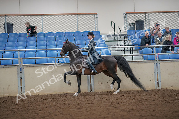 2019 Morgan Horse Show - Aug 30, 2019 - 25107