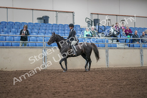 2019 Morgan Horse Show - Aug 30, 2019 - 14869