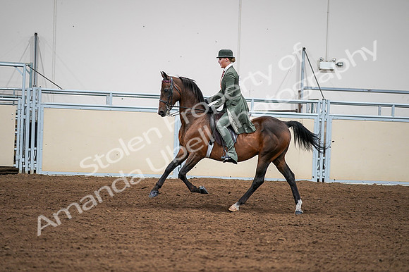 2020 - AB Morgan Horse - Fri, Sept 04 - 03306