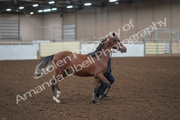 2019 Morgan Horse Show - Aug 31, 2019 - 00226