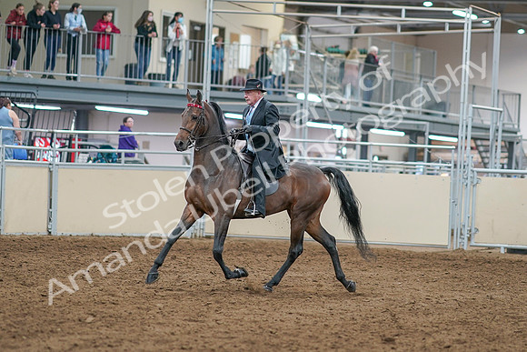2020 - AB Morgan Horse - Sat, Sept 05 - 07894