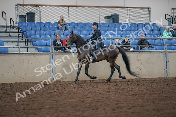 2019 Morgan Horse Show - Aug 30, 2019 - 15373