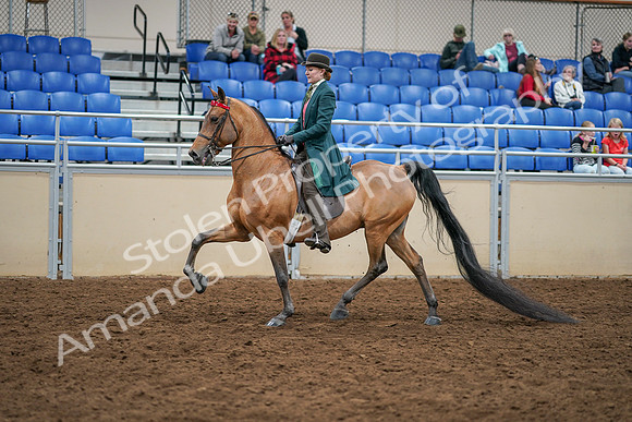 2020 - AB Morgan Horse - Sat, Sept 05 - 13772
