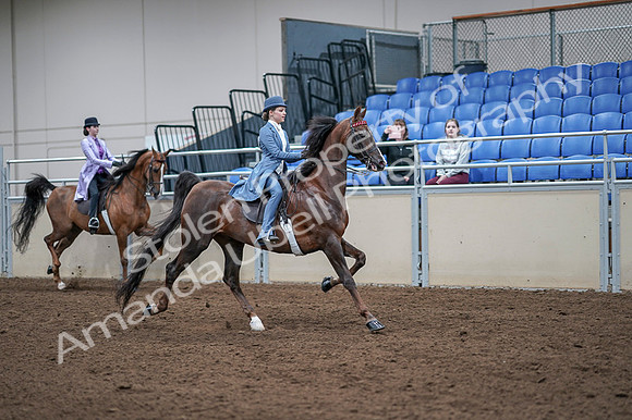 2020 - AB Morgan Horse - Fri, Sept 04 - 05053