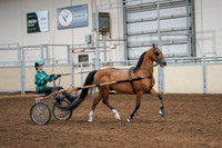 2020 - AB Morgan Horse - Sat, Sept 05 - 12448