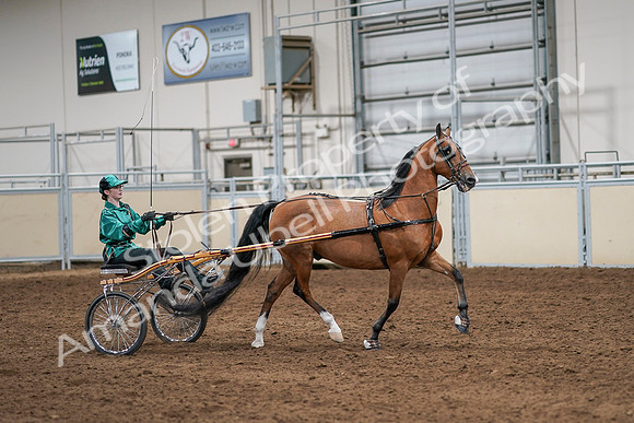2020 - AB Morgan Horse - Sat, Sept 05 - 12448