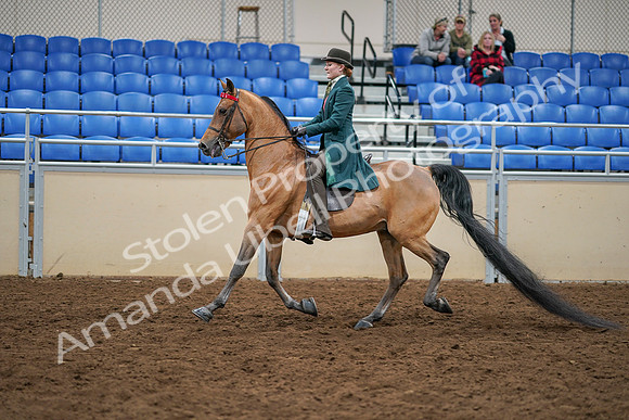 2020 - AB Morgan Horse - Sat, Sept 05 - 13781
