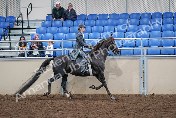 2020 - AB Morgan Horse - Sat, Sept 05 - 13933