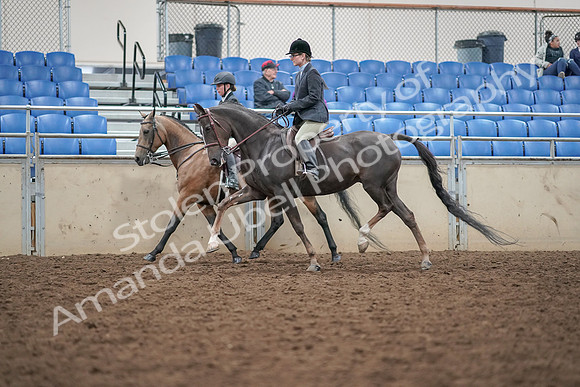 2019 Morgan Horse Show - Aug 30, 2019 - 20217
