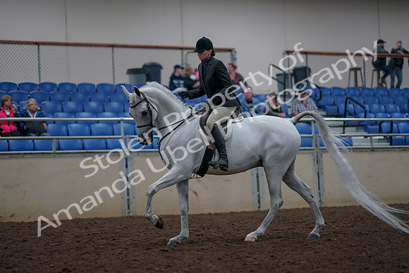2019 Morgan Horse Show - Aug 31, 2019 - 16017