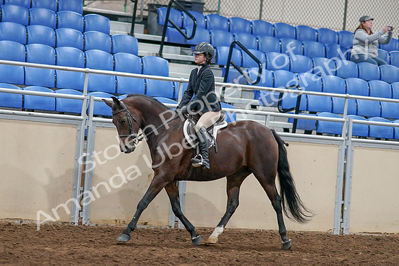 2020 - AB Morgan Horse - Sat, Sept 05 - 14401