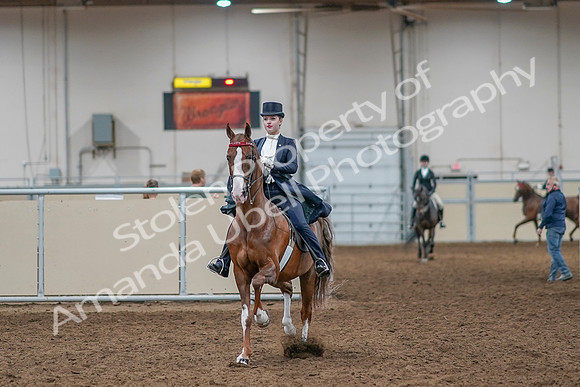 2020 - AB Morgan Horse - Sat, Sept 05 - 11359